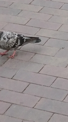 Columba livia domestica