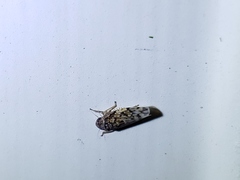 Xestocephalus tessellatus