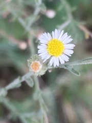 Psilactis brevilingulata