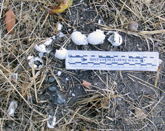 Actinemys marmorata marmorata