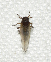 Isodelphax basivitta