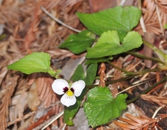 Viola ocellata