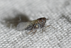 Isodelphax basivitta