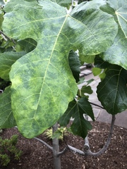 Fig mosaic emaravirus