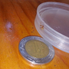 Theridiidae