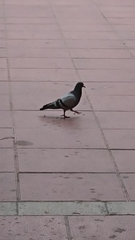 Columba livia domestica