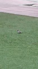 Passer domesticus
