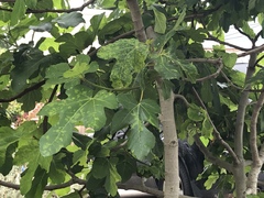 Fig mosaic emaravirus