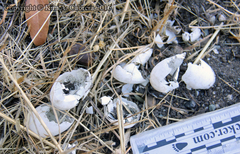 Actinemys marmorata marmorata