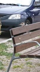 Passer domesticus