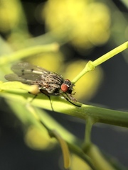 Anthomyia ochripes