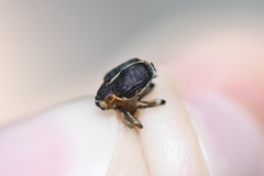 Mononychus vulpeculus