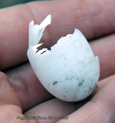 Actinemys marmorata marmorata