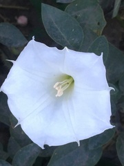 Datura innoxia
