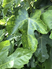 Fig mosaic emaravirus