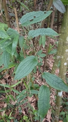 Smilax riparia