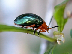 Lamprolina simillima