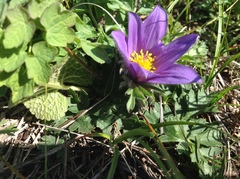 Pulsatilla bungeana