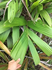Manicaria saccifera