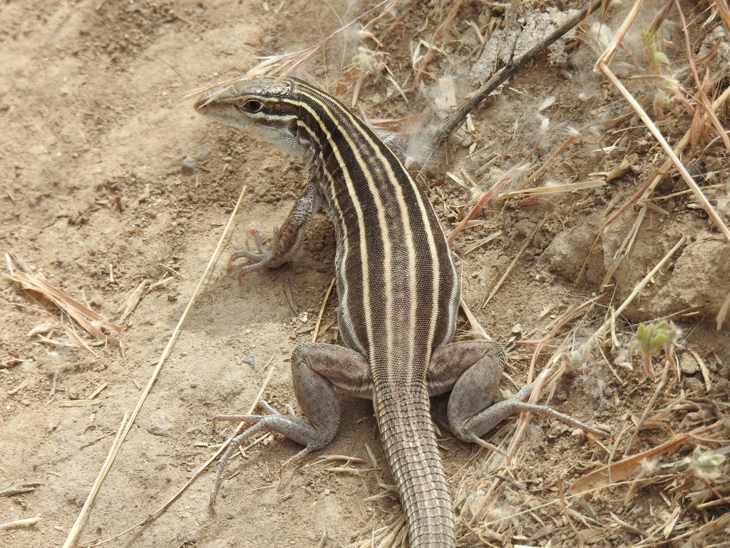 Plateau Striped Whiptail
