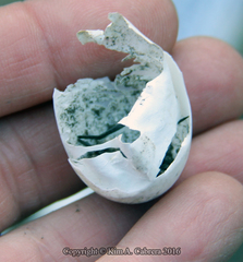 Actinemys marmorata marmorata