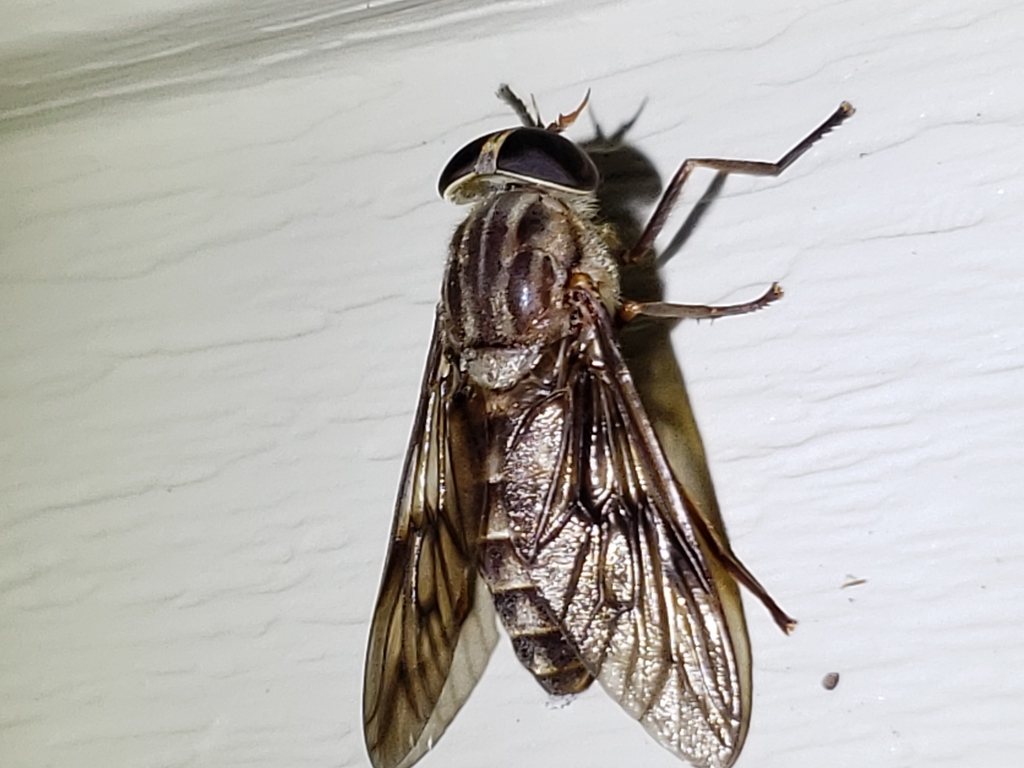 Tabanus turbidus