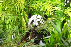 Ailuropoda melanoleuca