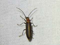 Oxycopis