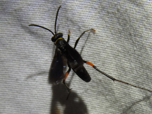 Two-speckled Cuckoo Spider Wasp photo 5