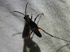 Ceropales bipunctata