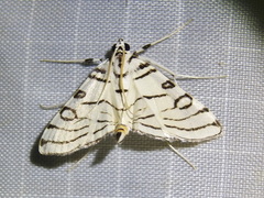 Conchylodes concinnalis
