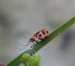 Naemia seriata