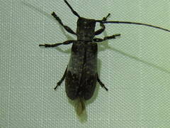 Oncideres cingulata