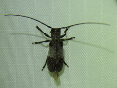 Oncideres cingulata