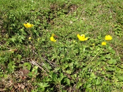 Ranunculus pedatifidus