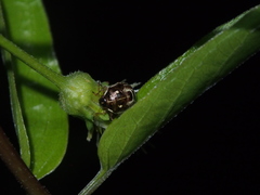 Eysarcoris guttigerus