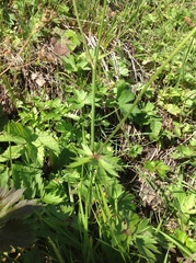 Ranunculus pedatifidus