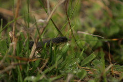 Elapognathus minor