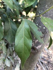 Cryptocarya triplinervis triplinervis