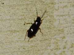 Stenolophus ochropezus
