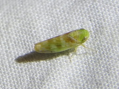 Cetexa