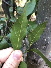 Cryptocarya triplinervis triplinervis