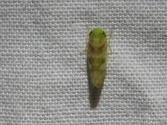 Cetexa