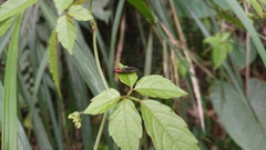 Ludioschema obscuripes