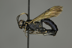 Coelichneumon azotus