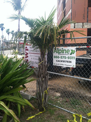 Syagrus schizophylla