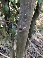 Cryptocarya triplinervis triplinervis