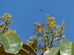 Didymopanax macrocarpus