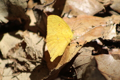 Phoebis neocypris virgo