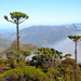 Humboldt's Araucaria - Photo (c) vtanguy, some rights reserved (CC BY-NC)